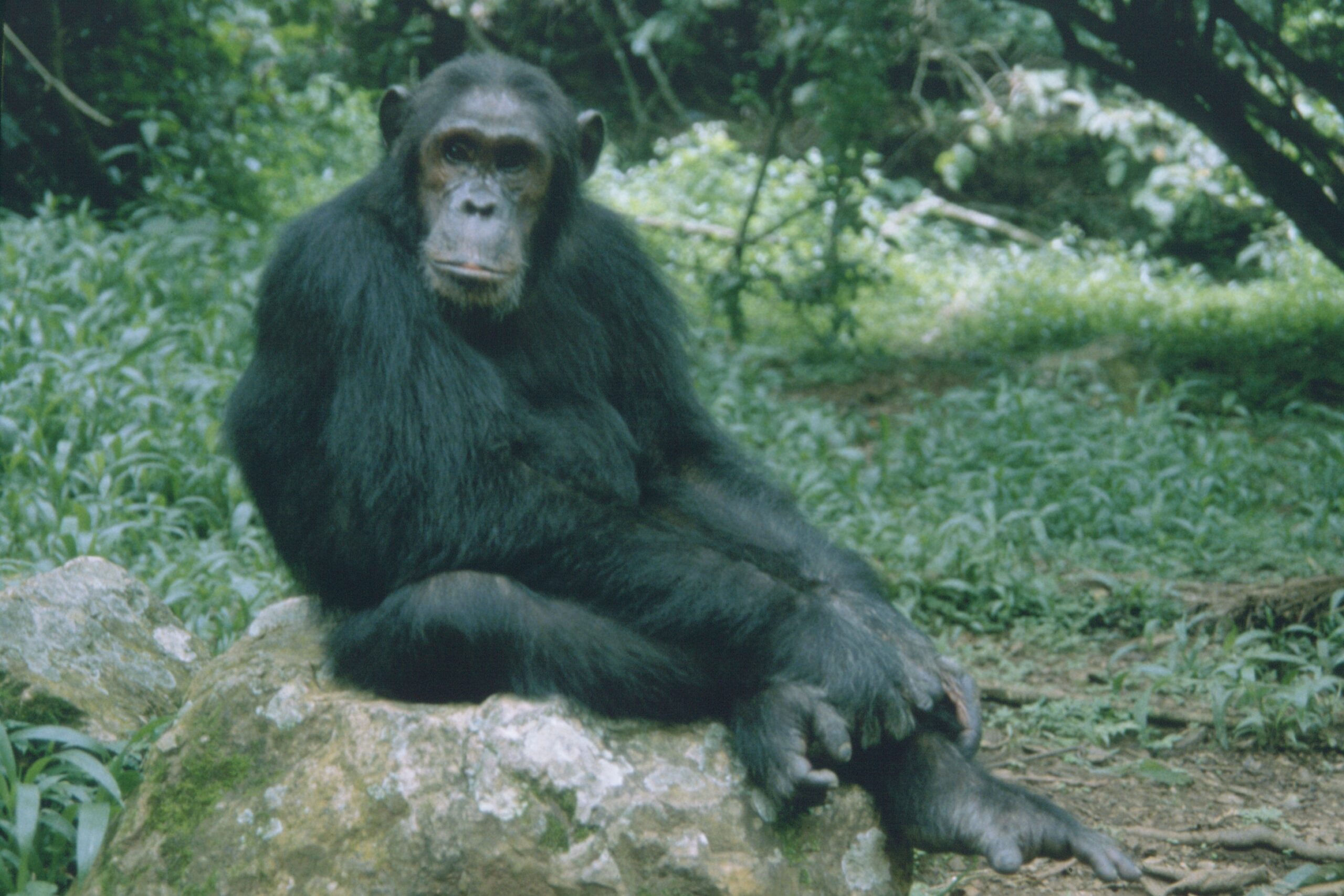 chimpanzi